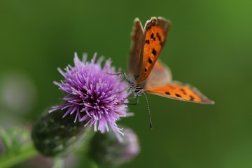 Papillon orange sur une fleur mauve