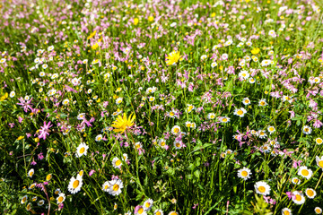 meadow near village Vernasca, Italy
