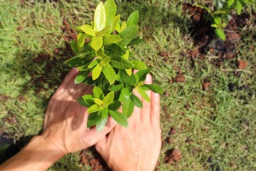 Women plant trees in the field to help reduce global warming