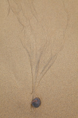 Sand Patterns (Diseños naturales en la arena). Dhail Mor Beach. Lewis island. Outer Hebrides....