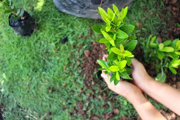 Women plant trees in the field to help reduce global warming