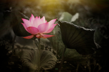 Pink lotus flowers are blooming