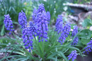 blue Muscari bouquet in the garden