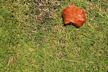 Brown leaves on a green lawn