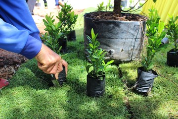 Young men are planting trees to help reduce global warming, take blurred photos