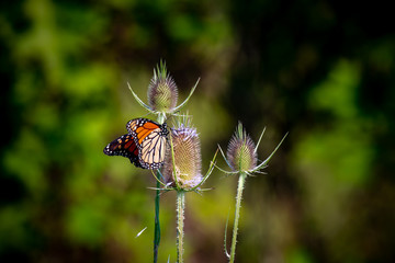 A monarch butterfly shown on a wildflower with a blurred green and black background