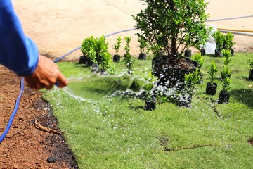 Gardeners are watering newly planted trees