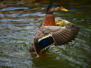 Obraz premium Männliche Stockente bäumt sich auf