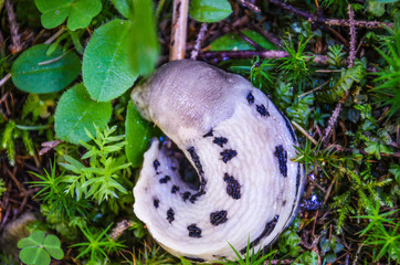 Spotted snail without a shell