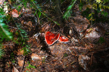 Red mushrooms in autumn.