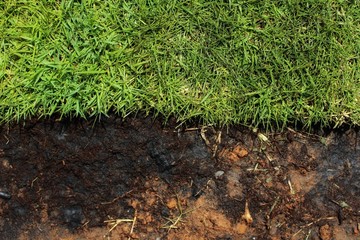 Green grass that is growing and black ground