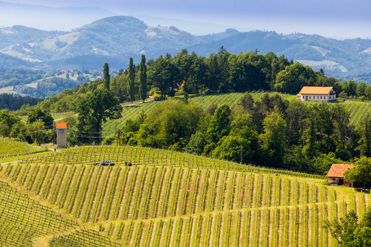 vineyard at the Austrian Slovenian border in Styria