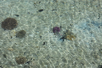 fish in the sea