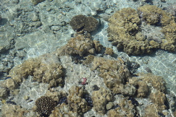 fish in the sea