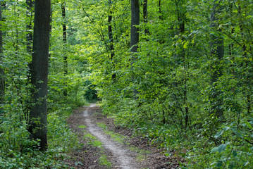 Fototapeta premium chodnik w lesie latem