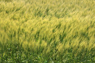 風にそよぐライ麦