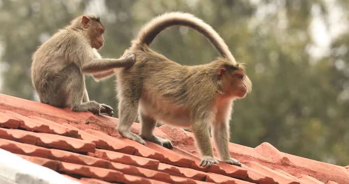 Monkey on the Home