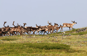 Forty mile caribou herd 6 - Powered by Adobe