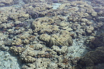 Fototapeta na wymiar coral in the sea