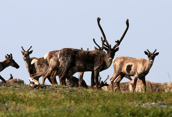 Forty mile caribou herd 5