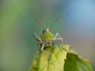 Grasshopper with cute smiling face