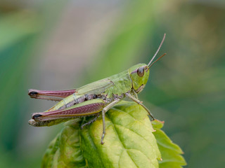 Grasshopper on green leaf