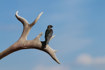 Fototapeta na wymiar Bird on caribou horn alaska