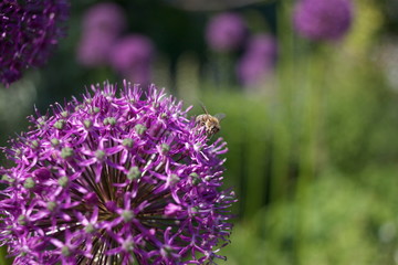 Bee sitting on allium flower