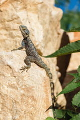 Stellagama lizard on the rock in Turkey