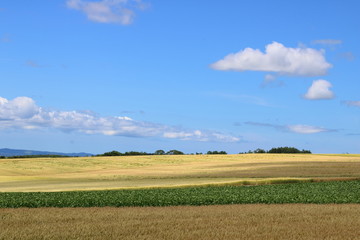 北海道　畑と空