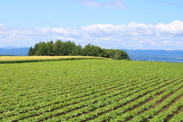 北海道　網走　畑