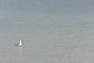 Gaviota argéntea (Larus argentatus). Great Bernera. Lewis island. Outer Hebrides. Scotland, UK