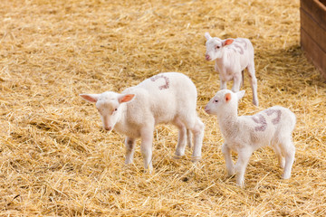 Sheep on the farm, Provance, France