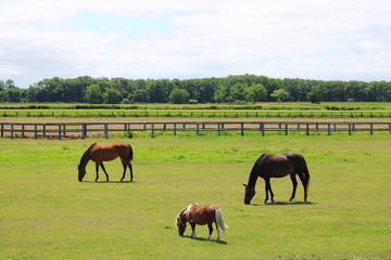 Fototapeta na wymiar 牧場と馬