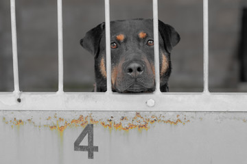 dog in shelter number four