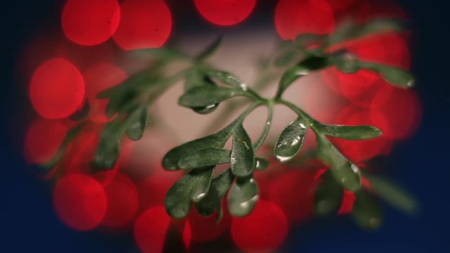 Close-Up Of Rotating Ruta Graveolens, Common Rue Illuminated By Red Light.