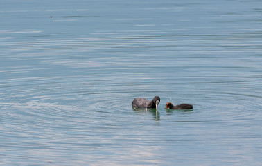 Fototapeta premium Ducks, mother and son on the lake
