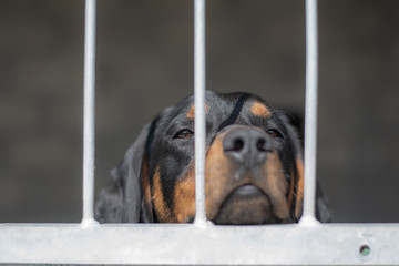 dog in shelter 