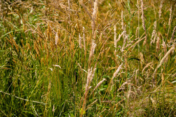 grass in the field