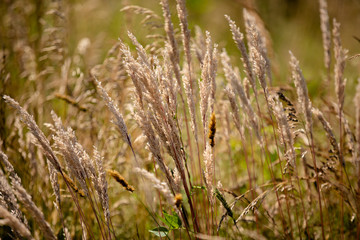 grass in the wind