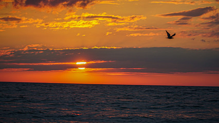 Fototapeta na wymiar Bird in the sunset