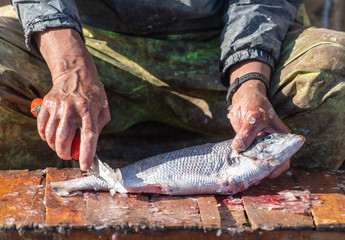 Fisherman cleaning  fish by knife at seaport.  Close-up dirty Hands of a Man with Knife at a street market in Morocco
