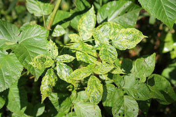 Chlorotic blotches of blackberry virus. Yellows disease symptoms in green leaf of blackberry (Rubus...