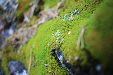 Green moss on a gray stone