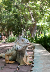 Iguana in the garden is relying on the sun to kill germs