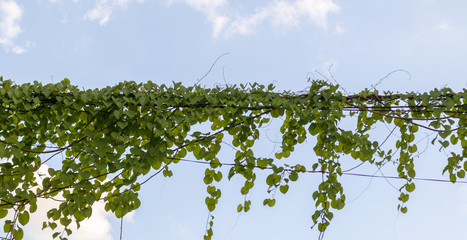 green Ivy plants hanging on electrical wires