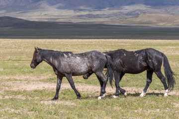 Wild Horses in the Utah Desert in Summer