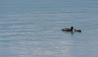 Ducks, mother and son on the lake
