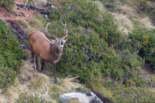 Rothirsch in den Alpen