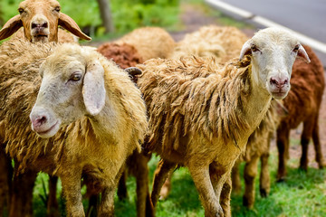 Sheep and lambs in flock of some unknown Livestock farm in close encounter looking with a curious and inquisitive eyes.
